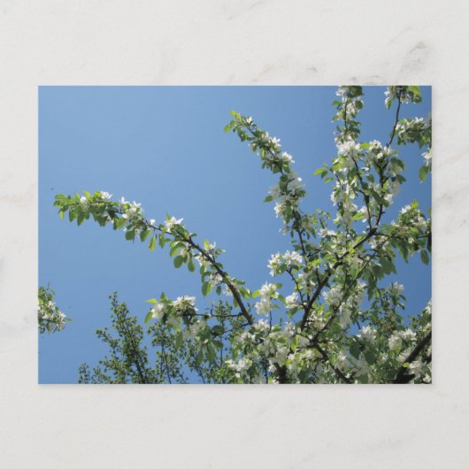 Grand Hotel, Mackinac Island, Mich. Briefkaart (Voorkant)