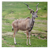 Grand-kudu-4 Tegeltje (Voorkant)