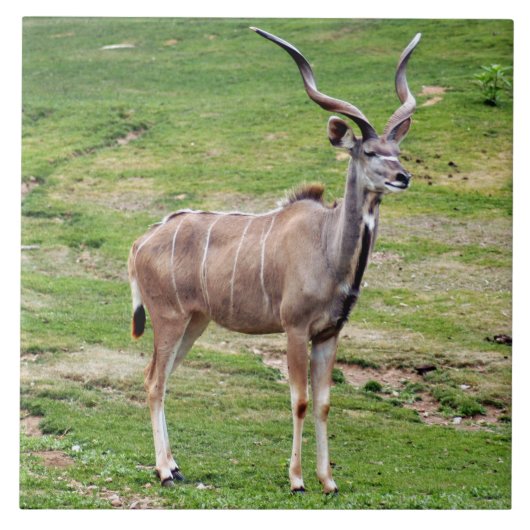 Grand-kudu-4 Tegeltje (Voorkant)