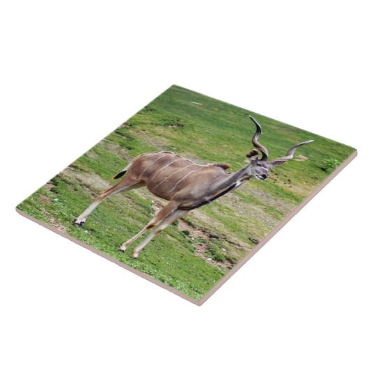 Grand-kudu-4 Tegeltje (Zijkant)