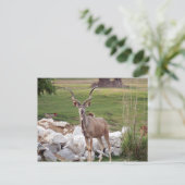 Grand-kudu-6 Briefkaart (Staand voorkant)