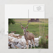 Grand-kudu-6 Briefkaart (Voorkant / Achterkant)