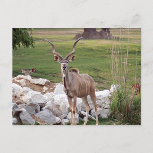 Grand-kudu-6 Briefkaart (Voorkant)