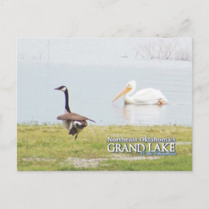 Grand Lake Oklahoma ansichtkaart pelican3 Briefkaart