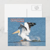 Grand Lake Oklahoma postkaart pelican1 (Voorkant / Achterkant)