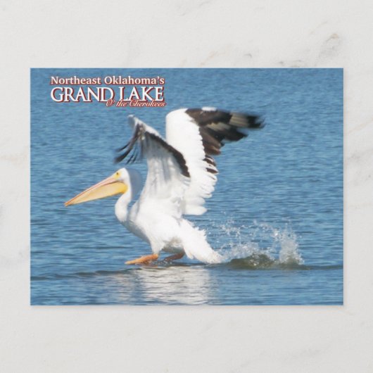 Grand Lake Oklahoma postkaart pelican1 (Voorkant)