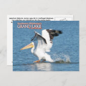 Grand Lake Oklahoma postkaart pelican 16v1 (Voorkant / Achterkant)