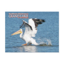 Grand Lake Oklahoma postkaart pelican 16v1