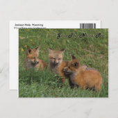 Grand Teton National Park Fox Kits Briefkaart (Voorkant / Achterkant)