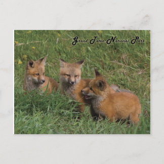 Grand Teton National Park Fox Kits Briefkaart