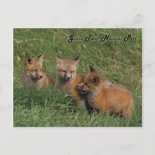 Grand Teton National Park Fox Kits Briefkaart (Voorkant)