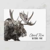 Grand Teton National Park Moose Briefkaart (Voorkant)