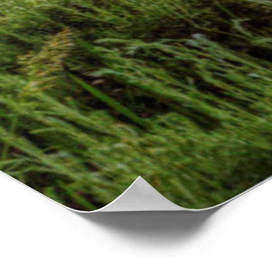 Grand Tetons Poster (Hoek)