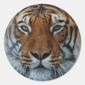 Grand Tiger Sticker (Voorkant)