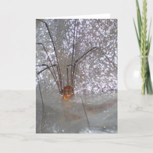 Grandaddy Longlegs Kaart