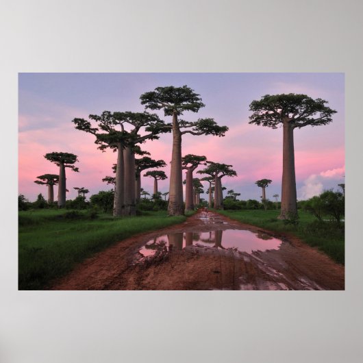 Grandidier Baobab Forest Poster (Voorkant)