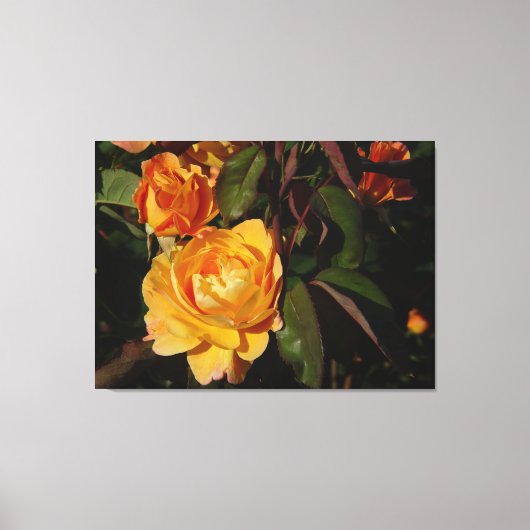 Grandiflora Roos slaan het rijk op doek Canvas Afdruk (Voorkant)
