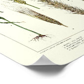 granen van , tarwe, rogge, gerst, haver poster (Hoek)