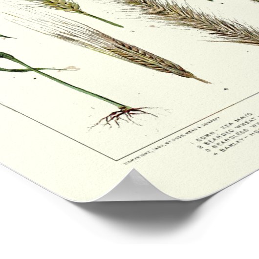 granen van , tarwe, rogge, gerst, haver poster (Hoek)