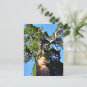 Grant Trees Sequoias Bark Branches Briefkaart (Staand voorkant)