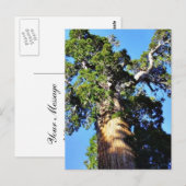 Grant Trees Sequoias Bark Branches Briefkaart (Voorkant / Achterkant)