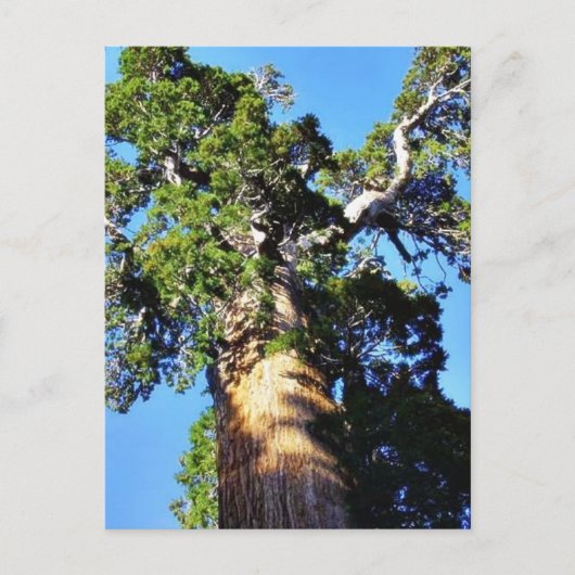 Grant Trees Sequoias Bark Branches Briefkaart (Voorkant)