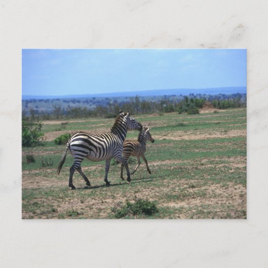 Grant Zebra Briefkaart (Voorkant)
