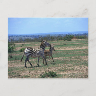 Grant Zebra Briefkaart