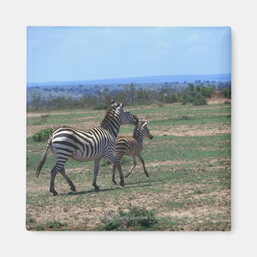 Grant Zebra Magneet (Voorkant)