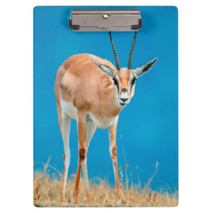 Grant's Gazelle (Gazella Granti) Ooi Portret Klembord