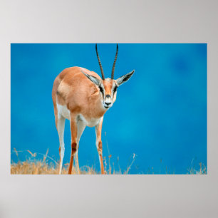 Grant's Gazelle (Gazella Granti) Ooievaarsportret Poster