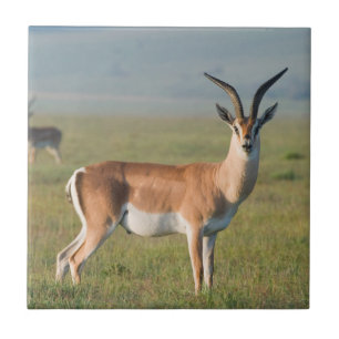 Grant's Gazelle, krater van Ngorongoro, Ngorongoro Tegeltje