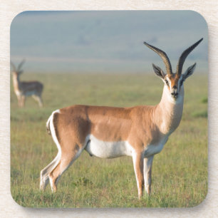 Grant's Gazelle, Ngorongoro Crater, Ngorongoro Bier Onderzetter