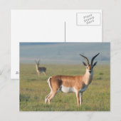 Grant's Gazelle, Ngorongoro Crater, Ngorongoro Briefkaart (Voorkant / Achterkant)