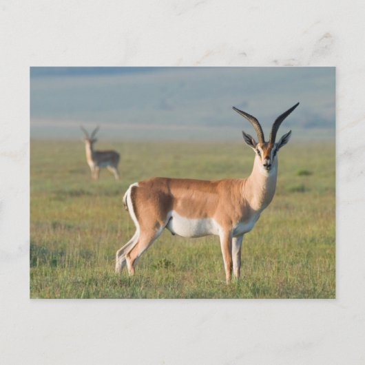 Grant's Gazelle, Ngorongoro Crater, Ngorongoro Briefkaart (Voorkant)