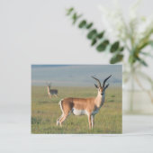 Grant's Gazelle, Ngorongoro Crater, Ngorongoro Briefkaart (Staand voorkant)