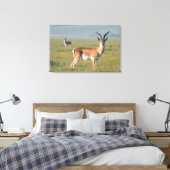 Grant's Gazelle, Ngorongoro Crater, Ngorongoro Canvas Afdruk (Insitu (Slaapkamer))