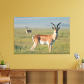 Grant's Gazelle, Ngorongoro Crater, Ngorongoro Canvas Afdruk (Insitu (Woonkamer))