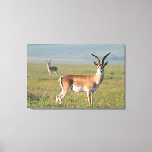 Grant's Gazelle, Ngorongoro Crater, Ngorongoro Canvas Afdruk (Voorkant)