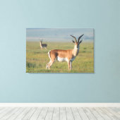 Grant's Gazelle, Ngorongoro Crater, Ngorongoro Canvas Afdruk (Insitu (Houten vloer))