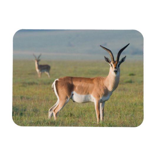 Grant's Gazelle, Ngorongoro Crater, Ngorongoro Magneet (Horizontaal)