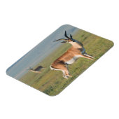 Grant's Gazelle, Ngorongoro Crater, Ngorongoro Magneet (Linkerzijde)