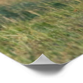 Grant's Gazelle, Ngorongoro Crater, Ngorongoro Poster (Hoek)