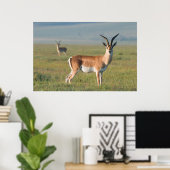 Grant's Gazelle, Ngorongoro Crater, Ngorongoro Poster (Thuiskantoor)