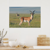 Grant's Gazelle, Ngorongoro Crater, Ngorongoro Poster (Keuken)