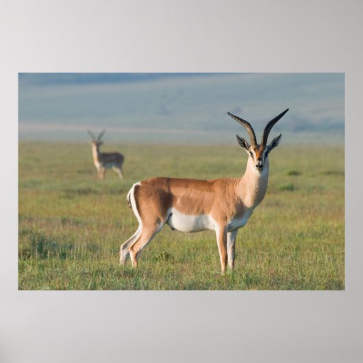Grant's Gazelle, Ngorongoro Crater, Ngorongoro Poster (Voorkant)