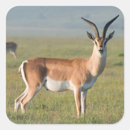 Grant's Gazelle, Ngorongoro Crater, Ngorongoro Vierkante Sticker (Voorkant)