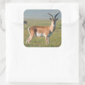 Grant's Gazelle, Ngorongoro Crater, Ngorongoro Vierkante Sticker (Tas)