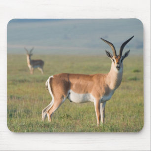 Grant's Gazelle, Ngorongoro-krater, Ngorongoro Muismat