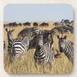 Grant's Zebra Beverage Coaster Bier Onderzetter
